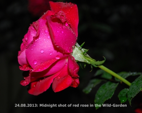 Midnight shot of red rose
